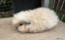 Guinea Pig rodents for sale: Swiss baby sow - Image 5