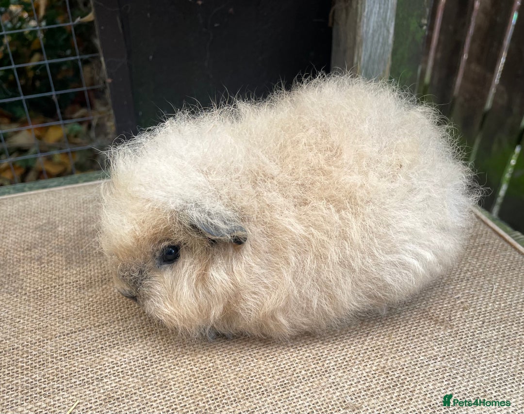 Guinea Pig rodents for sale: Swiss baby sow - Image 5