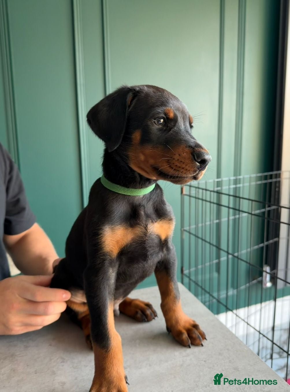 Dobermann dogs 2 BOYS LEFT - STUNNING DOBERMAN PUPPIES FOR SALE - Advert 2