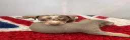 Jack Russell dogs for sale: Jack Russell Puppy - Advert 14