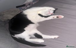 Domestic Shorthair cats for sale: 2 year old male cat - Image 9