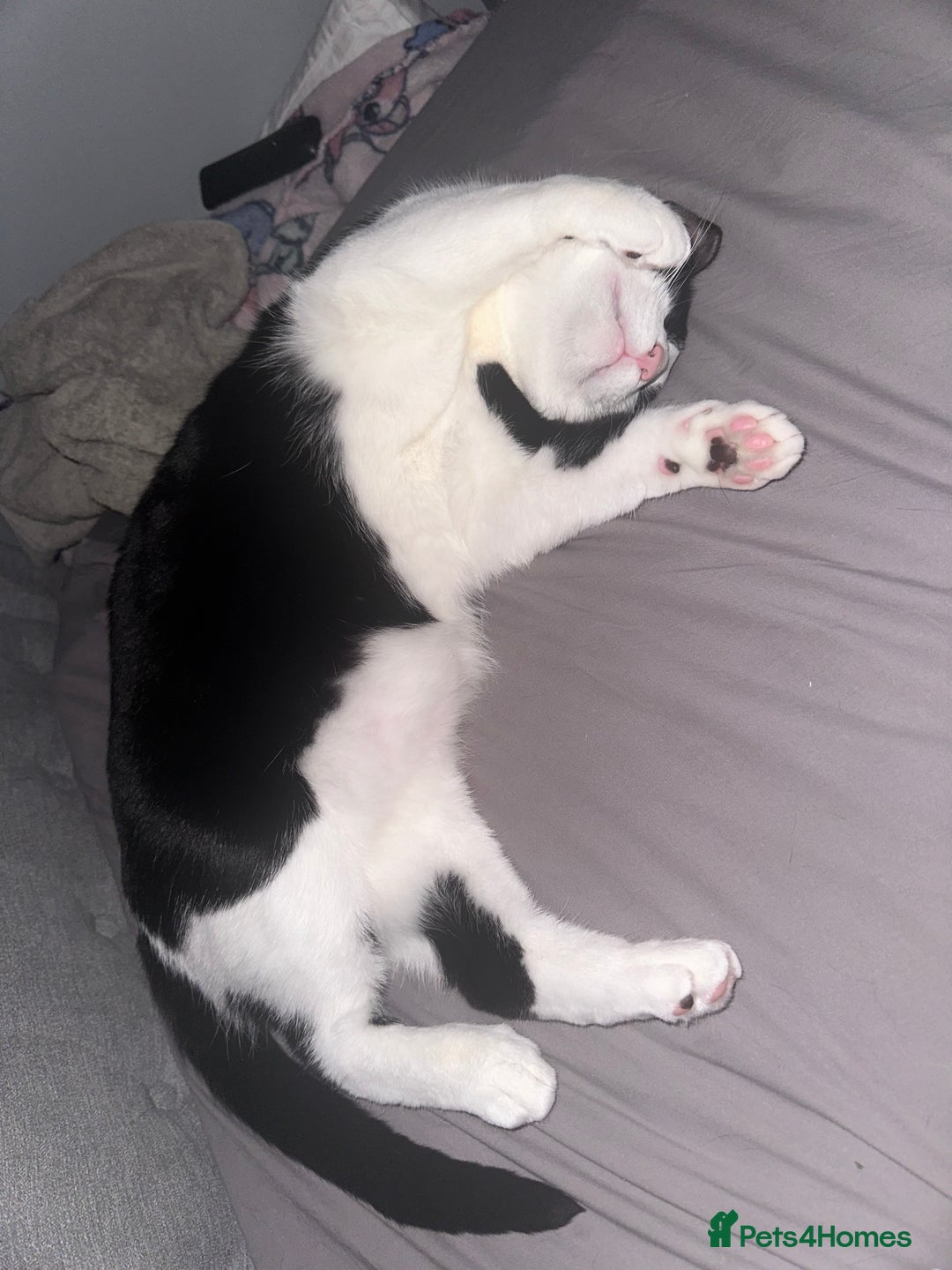 Domestic Shorthair cats for sale: 2 year old male cat - Image 9