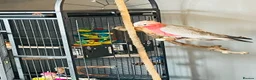 Cockatoo birds for sale: This is Elvis, extremely loving and a lot of fun in Colchester - Advert 6