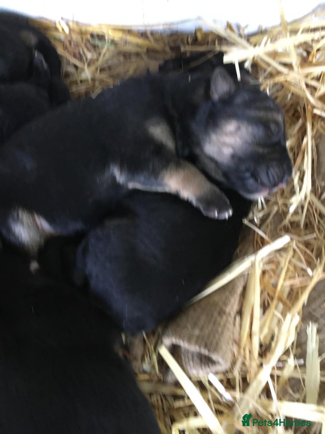 German Shepherd dogs for sale: German Shepherd Puppies - Advert 19