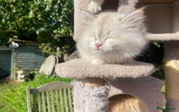 Siberian cats for sale: x5 Adorable Pure Siberian Kittens to re-home😻 - Image 13