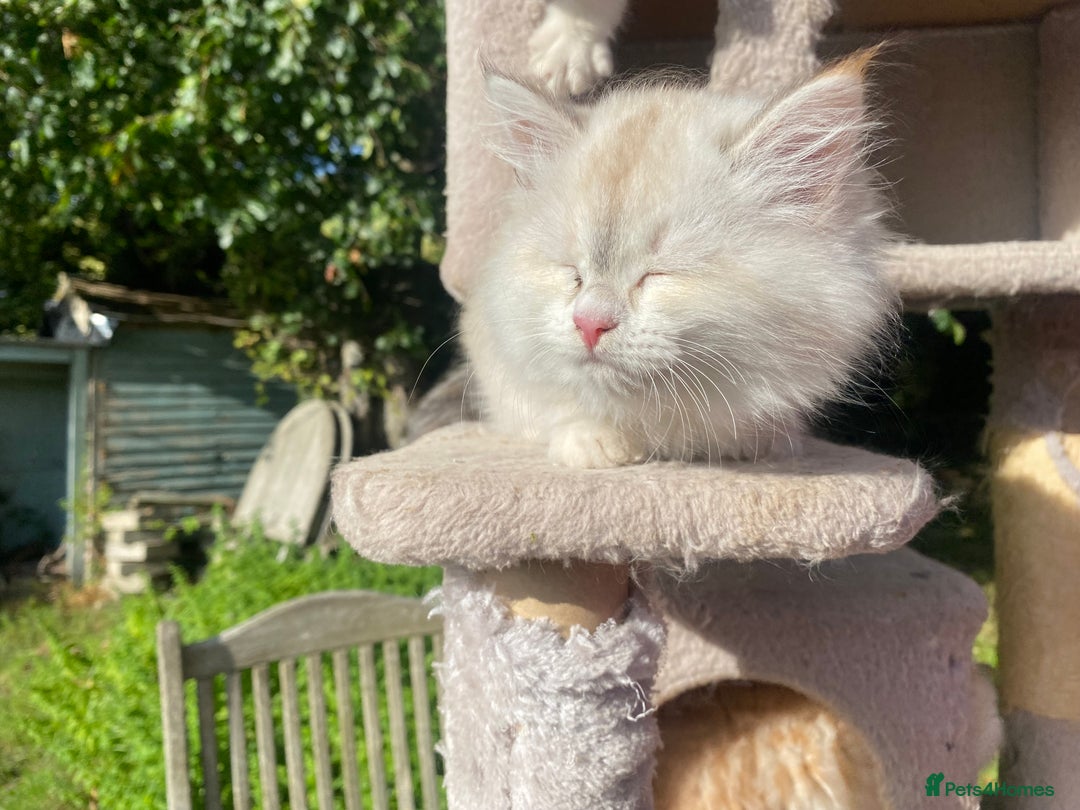 Siberian cats for sale: x5 Adorable Pure Siberian Kittens to re-home😻 - Image 13