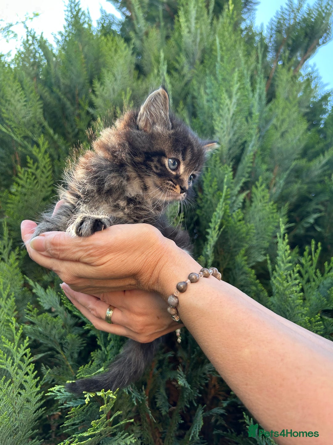 Scottish Fold cats for sale: Adorable Scottish Fold Mix Kittens - Image 9