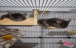 Chinchilla rodents for sale: 2 gorgeous chinchilla brothers 1 year old - Image 1