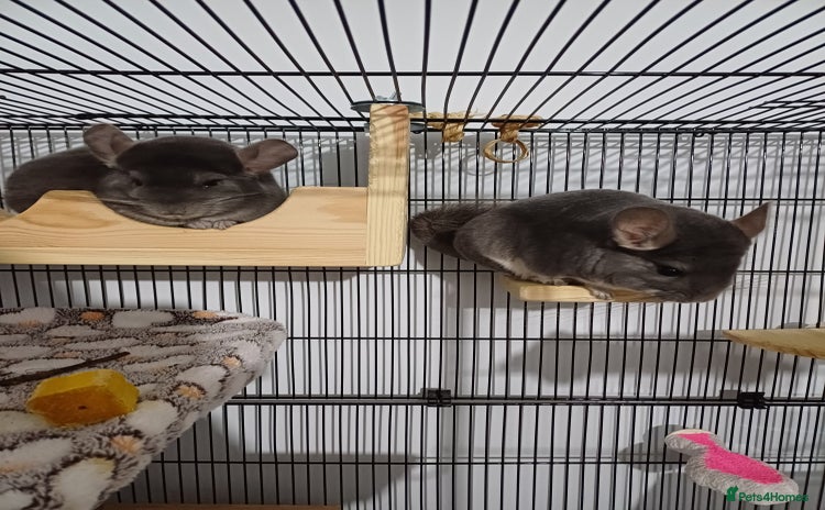 Chinchilla rodents - Advert 1