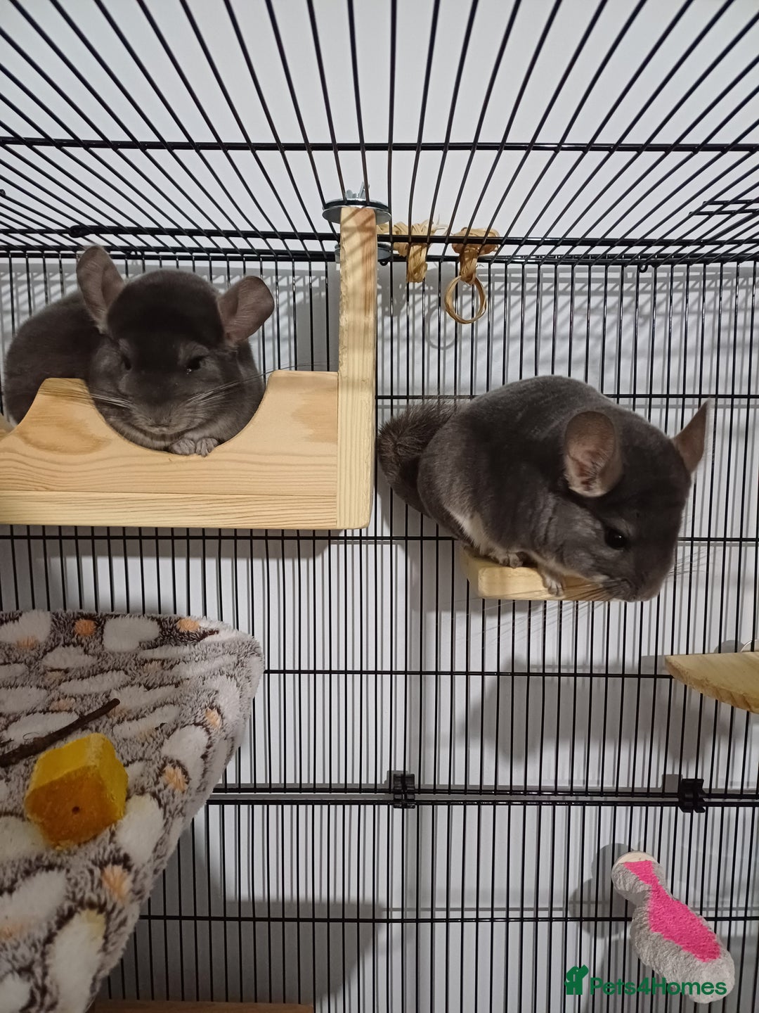 Chinchilla rodents for sale: 2 gorgeous chinchilla brothers 1 year old - Image 1