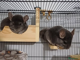 Chinchilla rodents - Advert 7