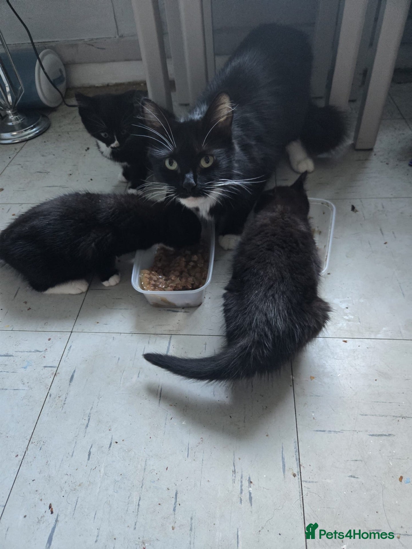 Mixed Breed cats 3 beautiful kittens for sale - Advert 2