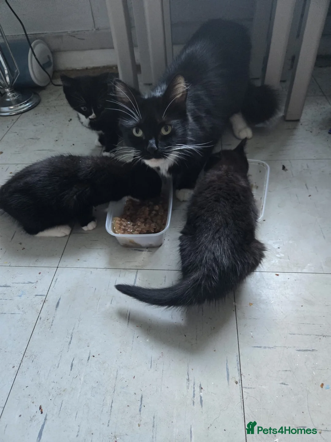 Mixed Breed cats for sale: 3 beautiful kittens for sale in Manchester - Advert 1