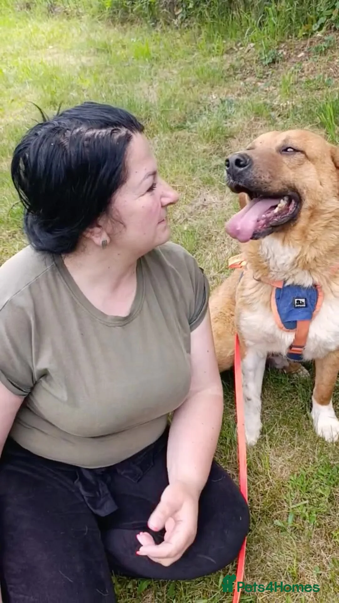 Mixed Breed dogs for adoption: BOOTS - Advert 3