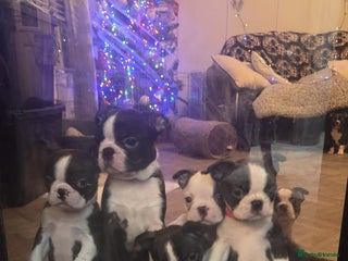 Boston Terrier dogs KC boston terriers puppies. Wildax bloodline - Advert 3