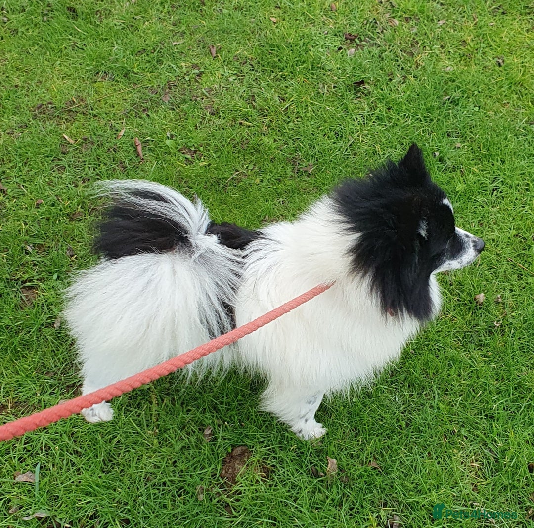 German Spitz dogs for sale: Wonderful William Looking For Loving Home - Image 9