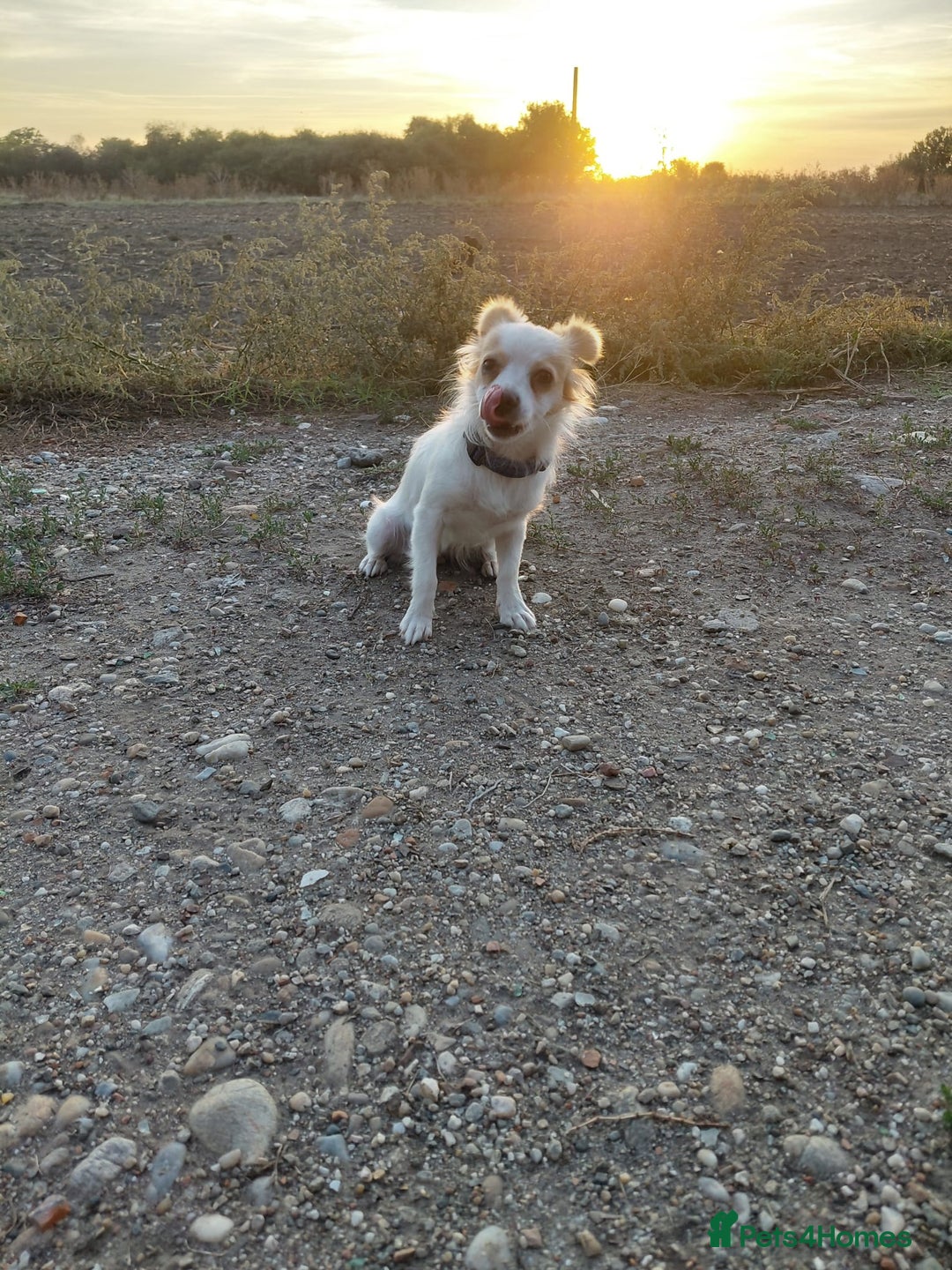Mixed Breed dogs for adoption: Beautiful and Gentle NIVA - for a Loving Home - Image 14