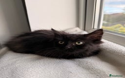 Russian Blue cats for sale: Crossed Russian Blue Kitten - Advert 2