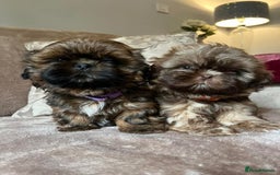 Shih Tzu dogs for sale: 2 little girls left - Image 1