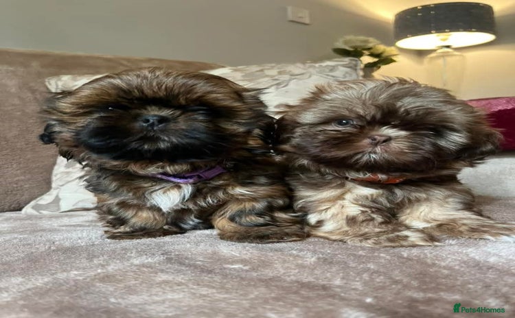 Shih Tzu dogs - Advert 2