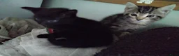 Mixed Breed cats for sale: Beautiful playful kittens  - Advert 12