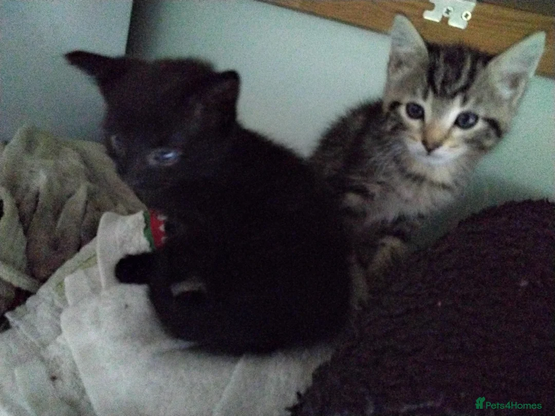 Mixed Breed cats for sale: Beautiful playful kittens  - Advert 12