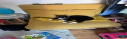 Mixed Breed cats for sale: 2 Kittens for sale  - Advert 2