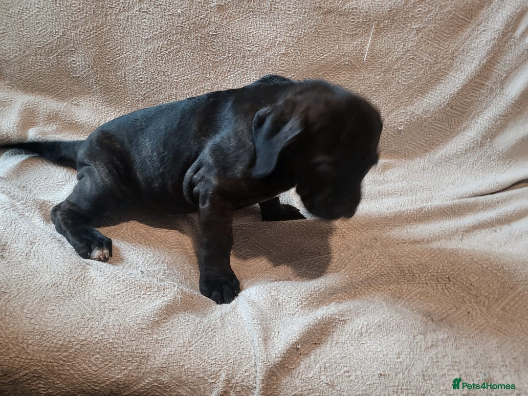 Cane Corso dogs for sale: Cane Corso - Advert 7