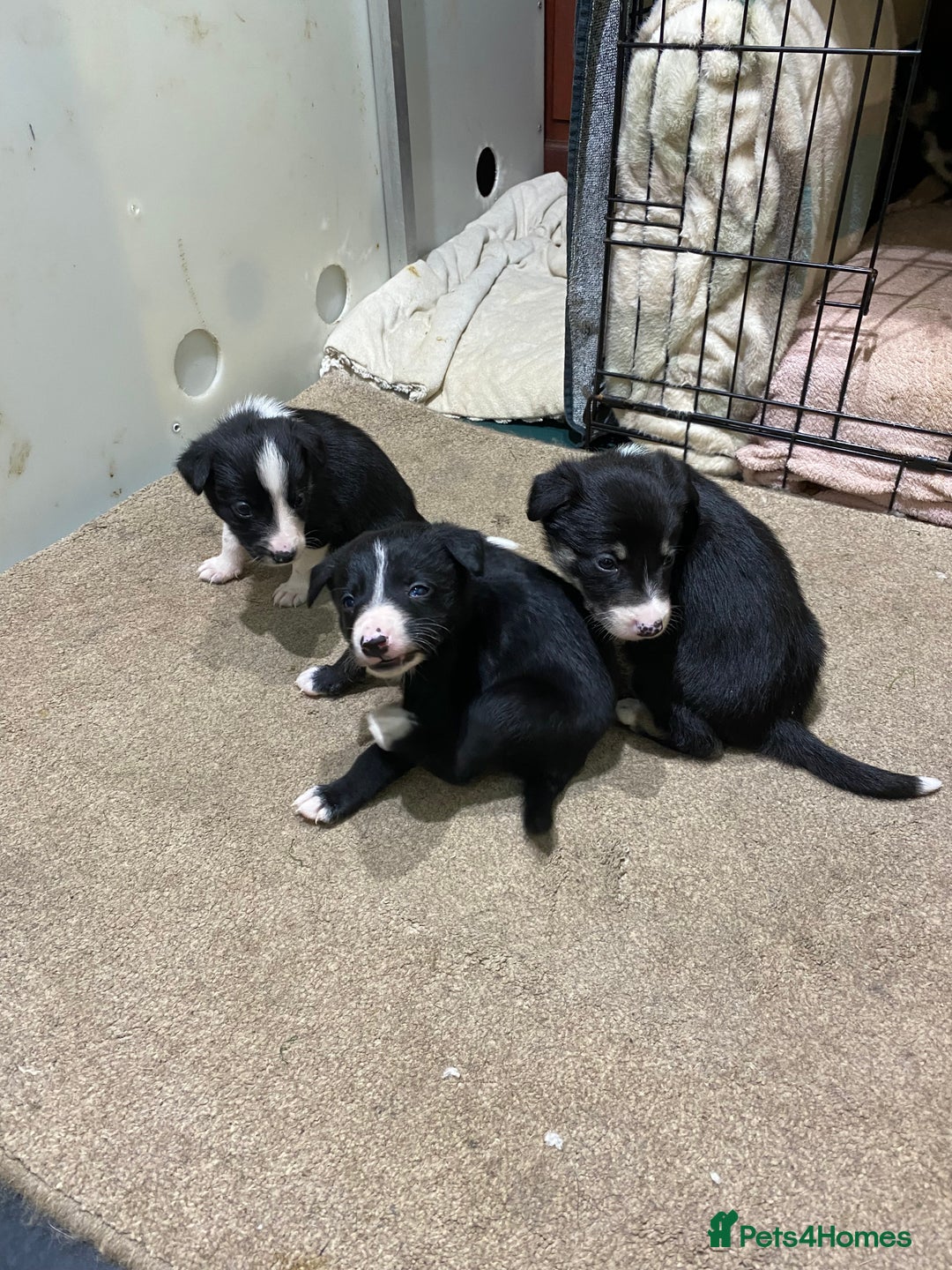 Border Collie dogs for sale: Beautiful border collie pups  - Advert 5