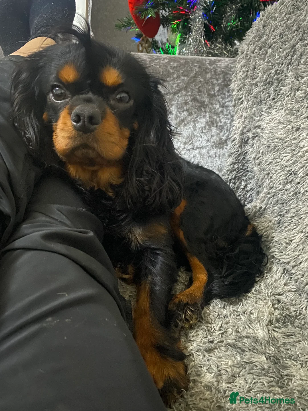 Cavalier King Charles Spaniel dogs for stud: Kc Black and Tan small proven cavalier stud  in Barnsley - Advert 8