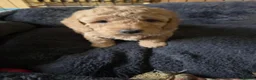 Cockapoo dogs for sale: Cockapoo f1b READY NOW - Advert 14