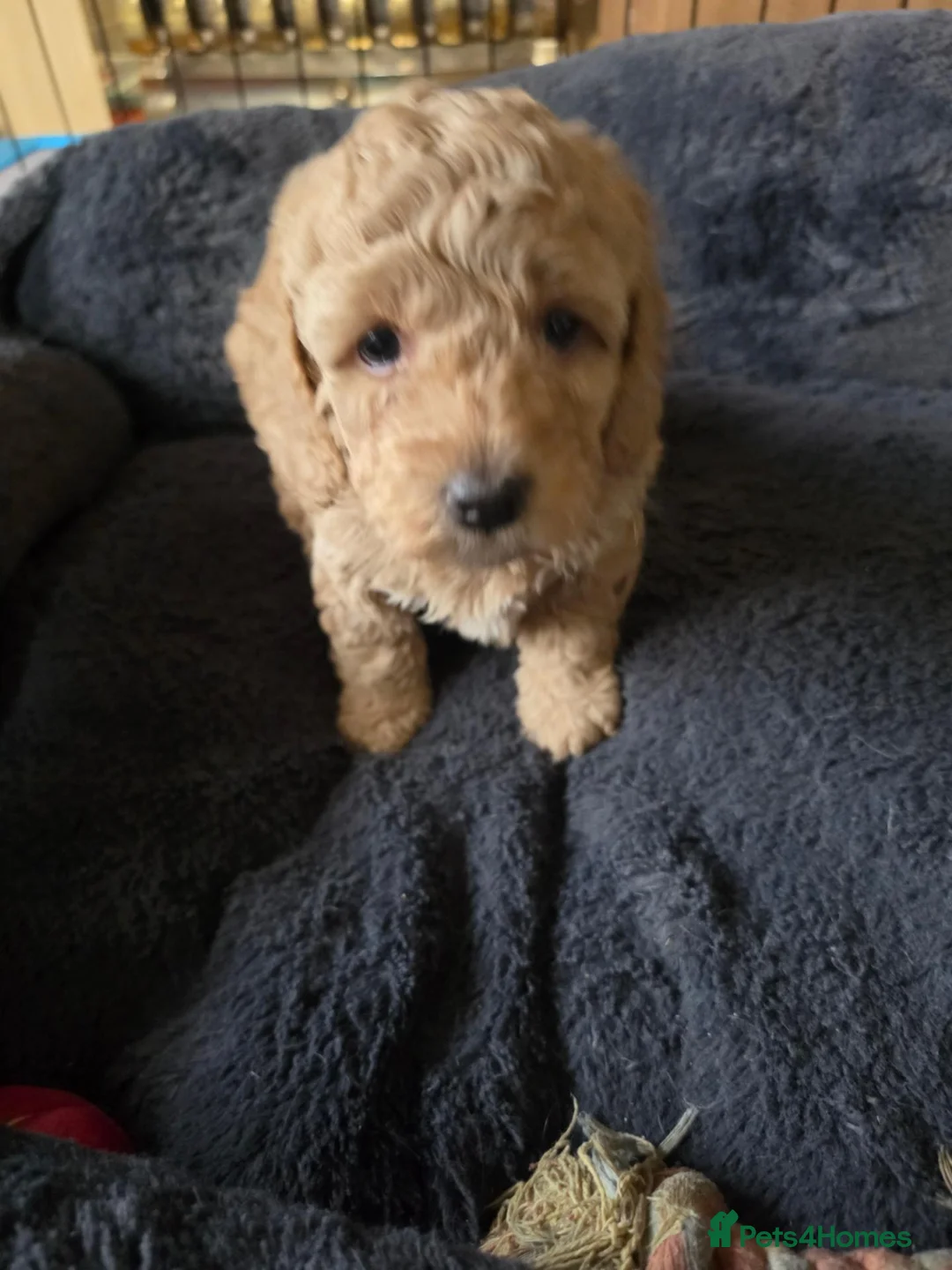 Cockapoo dogs for sale: Cockapoo f1b READY NOW - Advert 14