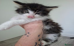 Maine Coon cats for sale: Beautiful Part Maine Coon Male Kitten - Image 10