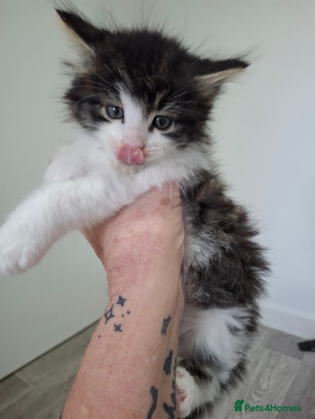 Maine Coon cats for sale: Beautiful Part Maine Coon Male Kitten - Image 10