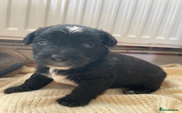 Jackapoo dogs for sale: 4 Stunning Jackapoo Pups - Image 2
