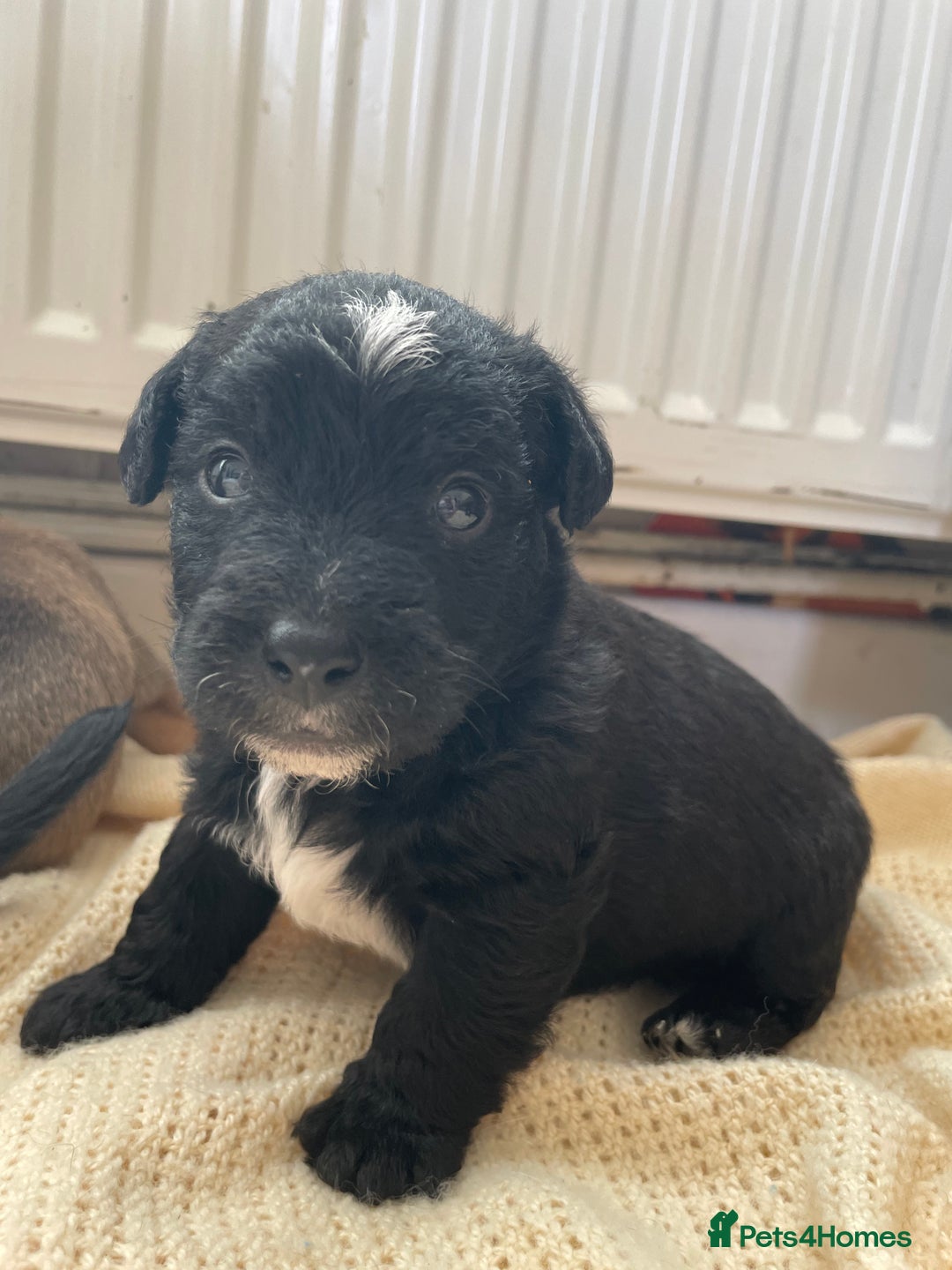 Jackapoo dogs for sale: 4 Stunning Jackapoo Pups - Image 2