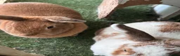 Mixed Breed rabbits for sale: David and Matilda, brother and sister bonded pair. in Weston-super-Mare - Advert 2