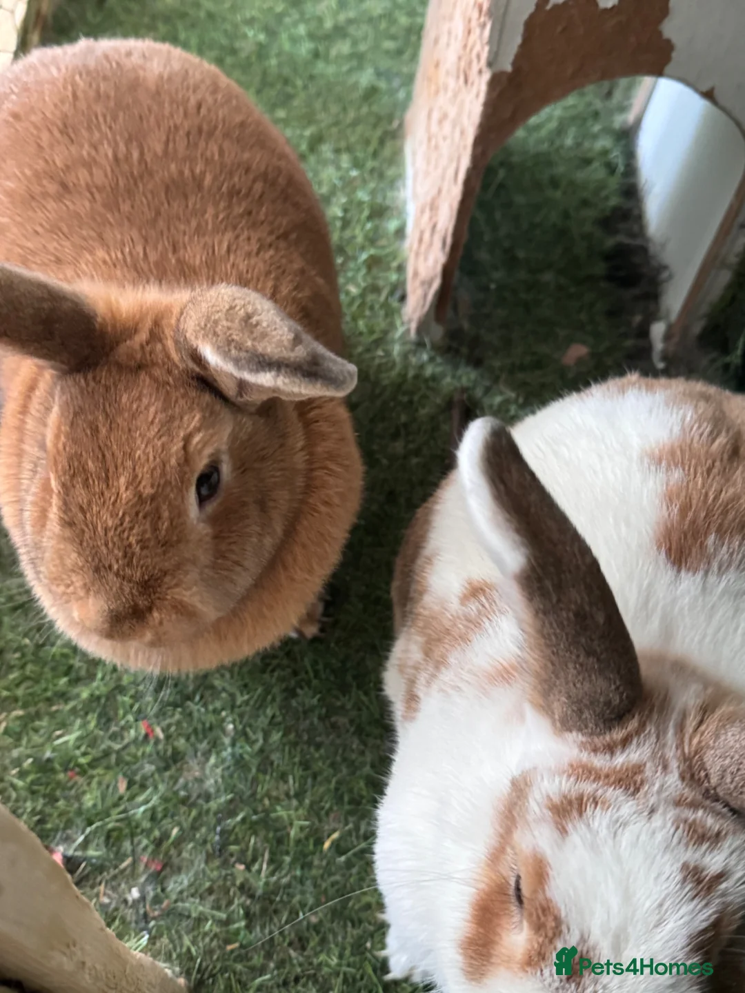 Mixed Breed rabbits for sale: David and Matilda, brother and sister bonded pair. in Weston-super-Mare - Advert 2