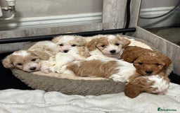 Maltipoo dogs for sale: 3 Gorgeous Maltipoo Puppies - Advert 4
