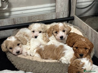 Maltipoo dogs 3 Gorgeous Maltipoo Puppies - Advert 11