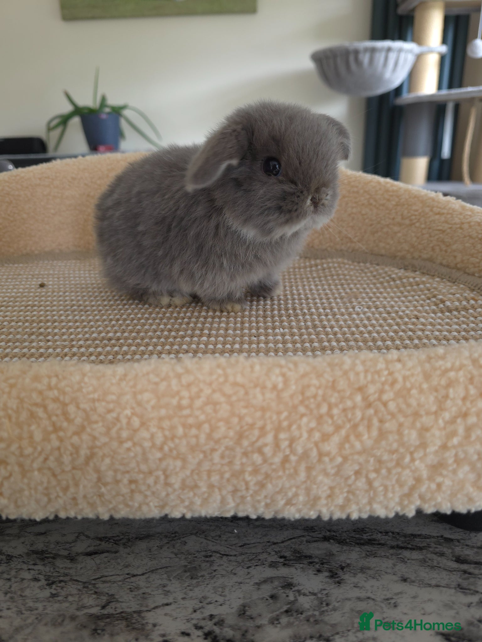 Mini Lop rabbits Mini lops looking for loving home - Advert 19