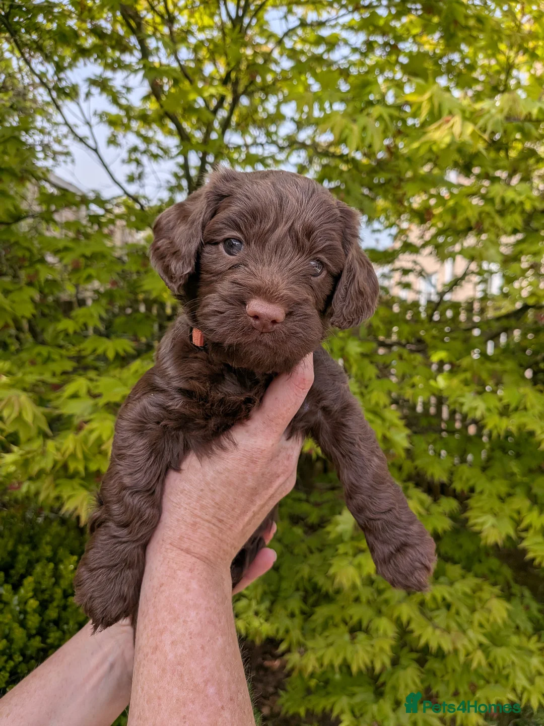 Cockapoo dogs for sale: Chocolate Merle Cockerpoos in Frizington - Advert 2