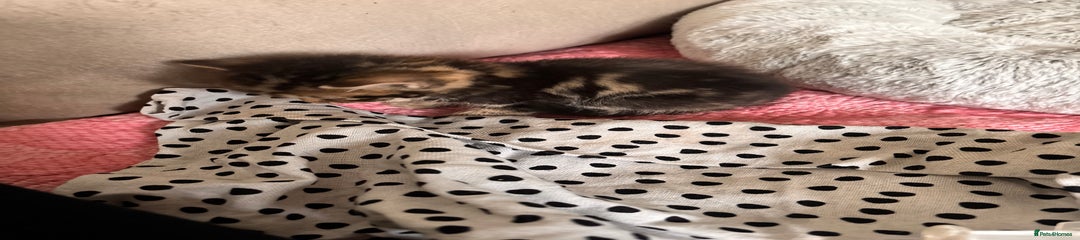 Mixed Breed Kitten 2