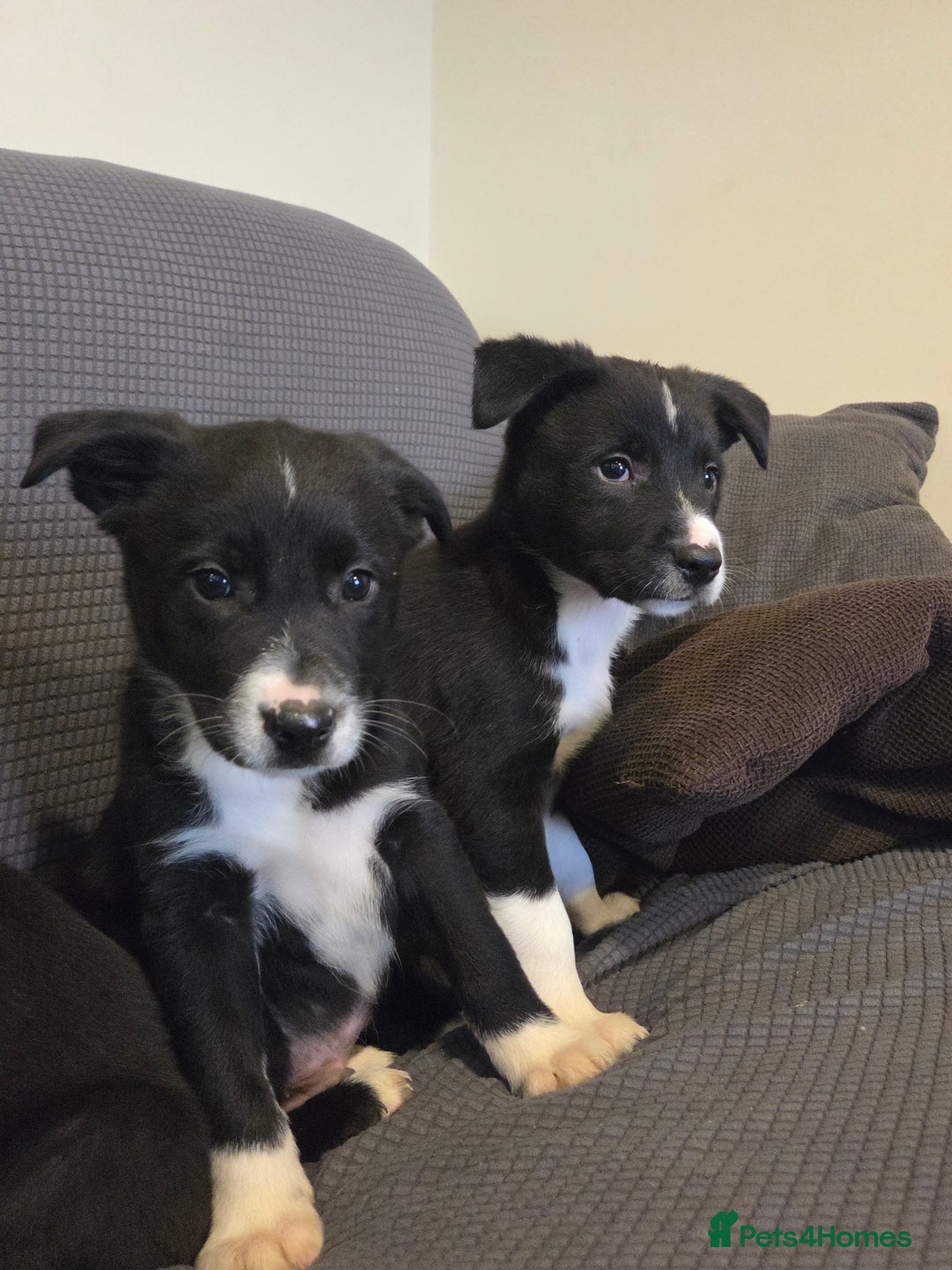 Australian Kelpie dogs for sale: Kelpie x pups - Advert 6