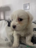 Maltese dogs Puppy maltese - Advert 2