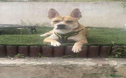 Mixed Breed dogs for adoption: Meet Bruno - Image 6