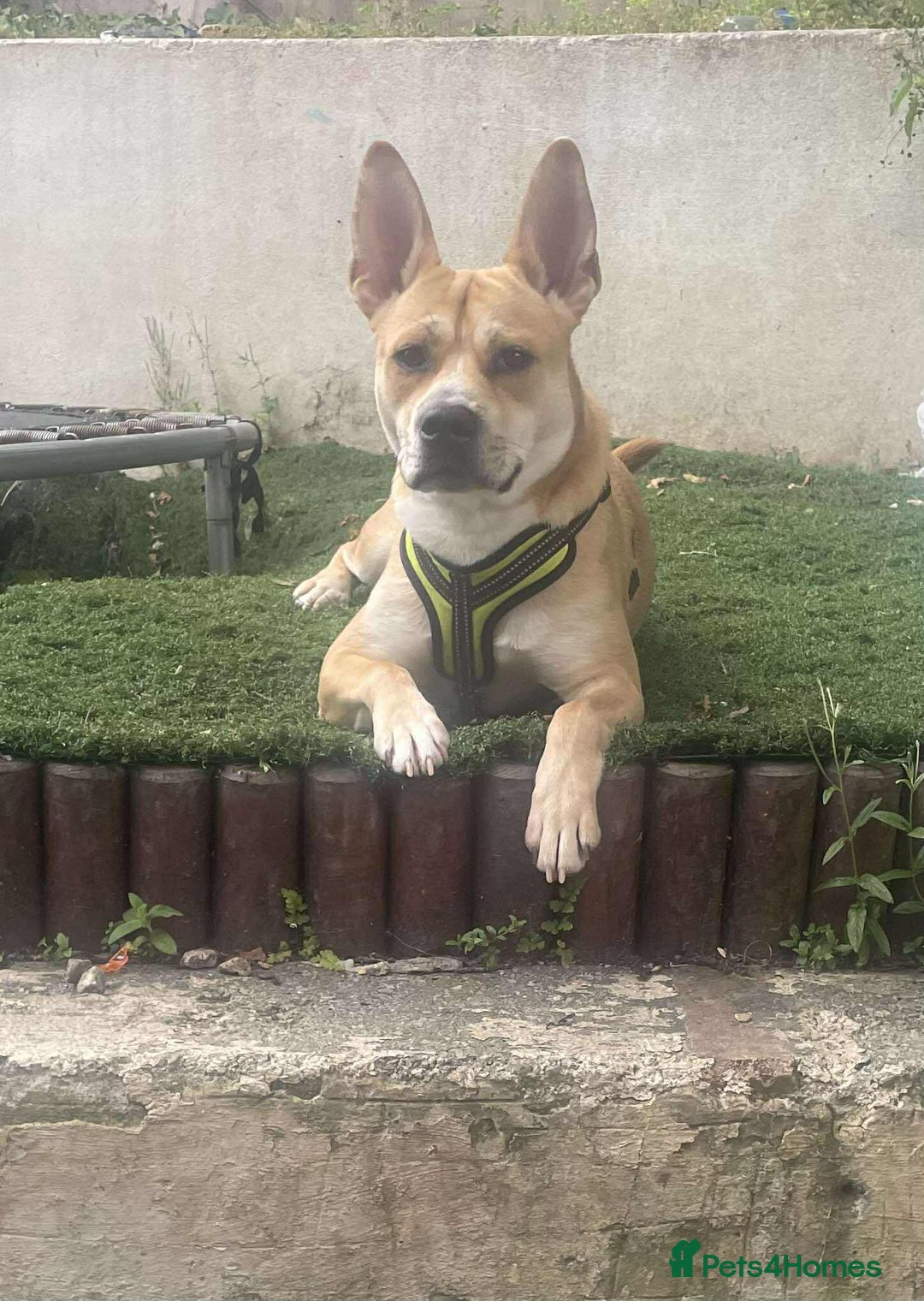 Mixed Breed dogs for adoption: Meet Bruno - Image 6