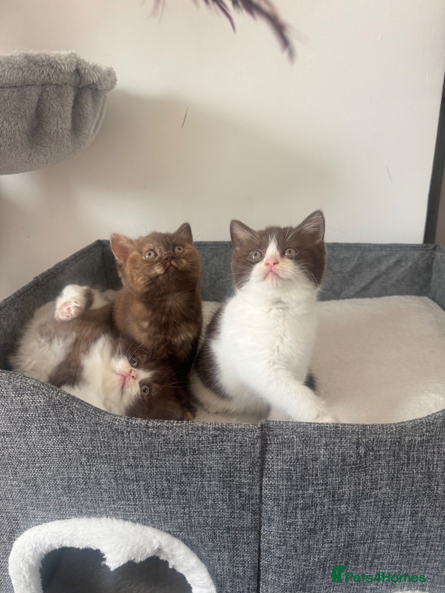 British Shorthair cats Chocolate British Shorthair Kittens - Advert 1