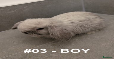 Mini Lop rabbits - Advert 1