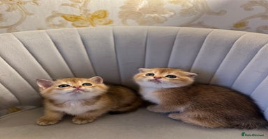Scottish Fold cats - Advert 13